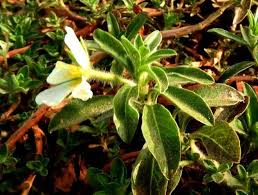 Image result for Ludwigia adscendens