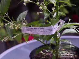 Royal jasmine has the largest flowers of all jasmines. Cestrum Nocturnum From Burncoose Nurseries