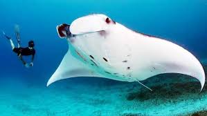 Ikan pari clipart black and white clipart portal. Tentang Pari Manta Spesies Ikan Pari Terbesar Di Dunia Klik Hijau