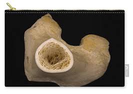At the outer regions of the section, you can see a dense, thick layer of compact bone. Bone Cross Section Lm Carry All Pouch For Sale By Science Stock Photography