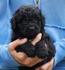 I Want One Really Bad Australian Labradoodle Puppies Black Labradoodle Puppy Labradoodle Puppy