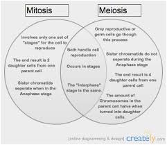 75 Unmistakable Comparing Mitosis And Meiosis Worksheet Key