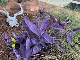 Image result for Tradescantia pallida