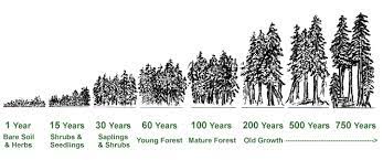 This is the true redwood, although both the sierra redwood or giant sequoia (sequoiadendron giganteum) and the dawn redwood. Forever Redwood Overview