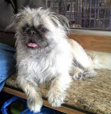 Dogs and puppies cats and kittens horses rabbits birds snakes. Our New Rescue Ruby She S A Pug Tzu Pug Shih Tzu Mix She S Soooo Sweet Pug Mix Animals And Pets Pugs