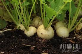Information on the plant is normally found on the back of the seed pouch, some of this info includes proper growing regions, plant height. Starting A Garden From Scratch Planting Food In Your Backyard