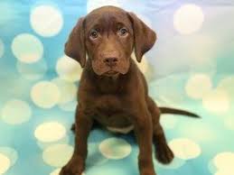 We did not find results for: View Our Wide Variety Of Dogs And Puppies For Sale At Petland Dallas Texas Pet Store Check Out Our French Bul Puppies Siberian Cats For Sale Puppies For Sale
