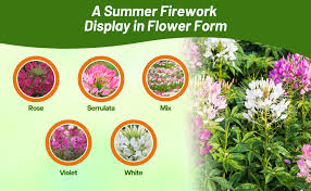 Image result for Cleome elegantissima