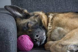 Doggy Sleeping Positions Wagging Tails Pet Resort