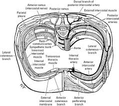We do not have our own sufficient experience of coronary graft assessment. The Nerves And Blood Vessels In The Thoracic Region Dummies