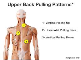 Its upper fibers shrug the shoulder and aid in suspension of the shoulder girdle (see the image below). 7 Upper Back Pulling Exercises For Athletes Simplifaster