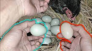Warna telur ayam birma hijau sempat trending sebab mirip dengan telur bebeb, namun hal ini sebetulnya dapat terjadi di karenakan mutasi genetik dari indukan. Perbandingan Bentuk Dan Ukuran Telur Ayam Birma Telur Hijau Dan Telur Ayam Bangkok Asli Youtube