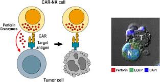 The nk agrisure innovation story. Frontiers Car Engineered Nk Cells For The Treatment Of Glioblastoma Turning Innate Effectors Into Precision Tools For Cancer Immunotherapy Immunology