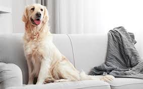 The best air purifier is one that can be moved from your office to your bedroom without disturbing the peace. Best Air Purifier For Pets Choosing An Air Purifier With Pets