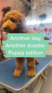She really has a way with dogs. Discover Puppy Love Grooming S Popular Videos Tiktok