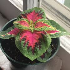 Image result for Coleus psammophilus