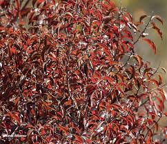 Image result for Heteropyxis natalensis