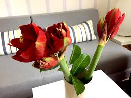 Die meisten von ihnen sind schüler und machen mit ihren lehrern einen ausflug aufs eis. Amaryllis Die Schone In Der Weihnachtszeit Good News For You