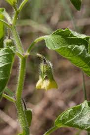 Image result for Physalis pubescens