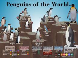 Image result for penguin