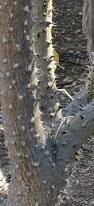 Image result for Erythrina madagascariensis