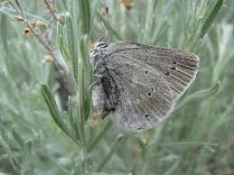 Image result for Satyrium flavum