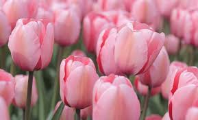 Ülke bu amaçla bu yıl 2 milyardan fazla lale üretmeyi hedefliyor. Lale Cilginligi Nedir Diger Adlariyla Lale Balonu Nedir Turkinfo