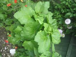 Maybe you would like to learn more about one of these? Plant Id Forum Can Anyone Identify This Uk Garden Plant Garden Org