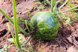 Winter squash need warm weather to grow. Growing The Popular Japanese Kabocha Squash Garden Eco