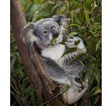 Energy Factories Koala Koala Bear Australia Animals