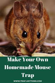 Learn How To Make The Best Homemade Mouse Trap To Get Rid Of Mice In Your Barn Home Or Garden This Diy Tra Homemade Mouse Traps Mouse Traps Mice Infestation