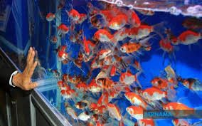 Hanya beroperasi beberapa bulan, kedai menjual ikan hiasan dan tumbuhan akuatik terpaksa ditutup sementara waktu ketika perintah kawalan pergerakan (pkp) 3.0 ini. Bernama Quietness Due To Covid 19 Pandemic Stimulates Reproduction Of Ornamental Fish At Pih