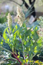 Image result for Afroligusticum runssoricum