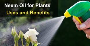 Neem oil can kill plants if you apply it too heavily, so you may want to test it by spraying a little bit on one area and waiting 24 hours before going all in. Neem Oil For Plants Usage Guide With Neem Oil Spray For Plants