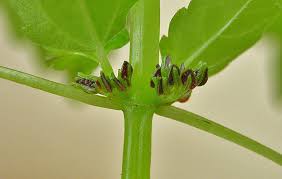 Image result for Pilea johnstonii