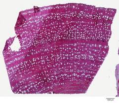 Image result for Acacia exuvialis