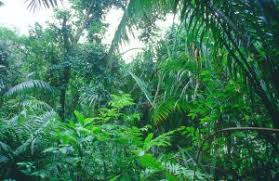 Many of the world's most colorful creatures reside in rainforests, and animals from tiny organisms to large wild cats find homes amongst the range of. Tropical Forest Ecosystem Wild Tracks