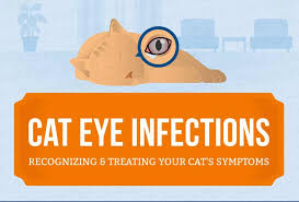 Seborrheic dermatitis, yeast/fungi, low viscosity meibum creating bacterial growth. Cat Eye Infection Recognize The Signs Canna Pet
