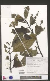 Image result for Funtumia africana