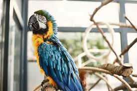 Image result for parrot