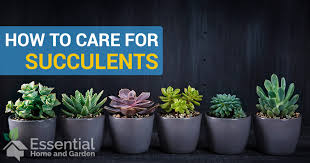 But the right fertilizer will provide a boost of nutrients that will make your succulents healthier with fuller, more abundant growth. How To Care For Succulents Grow Succulents Indoors And Outdoors