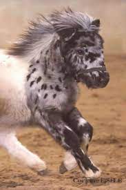 Pin On Just Horses