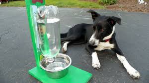Yet it takes only 2 pounds of pressure to activate, so it's fun for smaller pups, too! Diy Pet Water Bottle Pet S Gallery