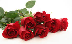 Flowers are one of the most beautiful creations of nature. Rose Flower Wallpaper Hd Pixelstalk Net
