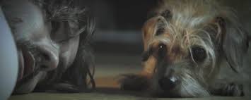 Последние твиты от john wick (@johnwickmovie). Kaltschnauziges Video In Der John Wick Parodie Dog Wick Lasst Der Hund Die Morder Seines Herrchens Bluten Kino News Filmstarts De