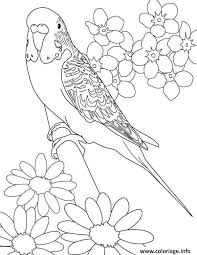 Oiseau perroquet cacatoès ara gravure illustration vectorielle. Coloriage Perroquet Plumages De Couleur Dessin Perroquet A Imprimer