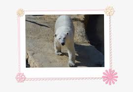 This adorable polar bear cub just discovered snow. Polar Bear Cub Juno Toronto Zoo Png Image Transparent Png Free Download On Seekpng