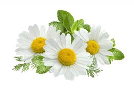 Teh chamomile merupakan teh yang berasal dari tanaman bunga chamomile. 8 Rekomendasi Teh Chamomile Yang Nikmat Dengan Banyak Manfaat