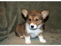 Find the perfect puppy for you and your family. Pembroke Welsh Corgi Puppies In Oregon Welsh Corgi Puppies Corgi Corgi Breeders