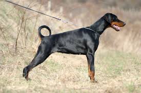 Petsmart offers quality products and accessories for a healthier, happier pet. Dobermann Wikipedia